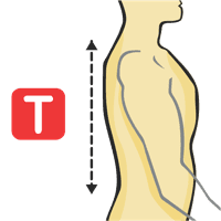 Neck to Waist - Back